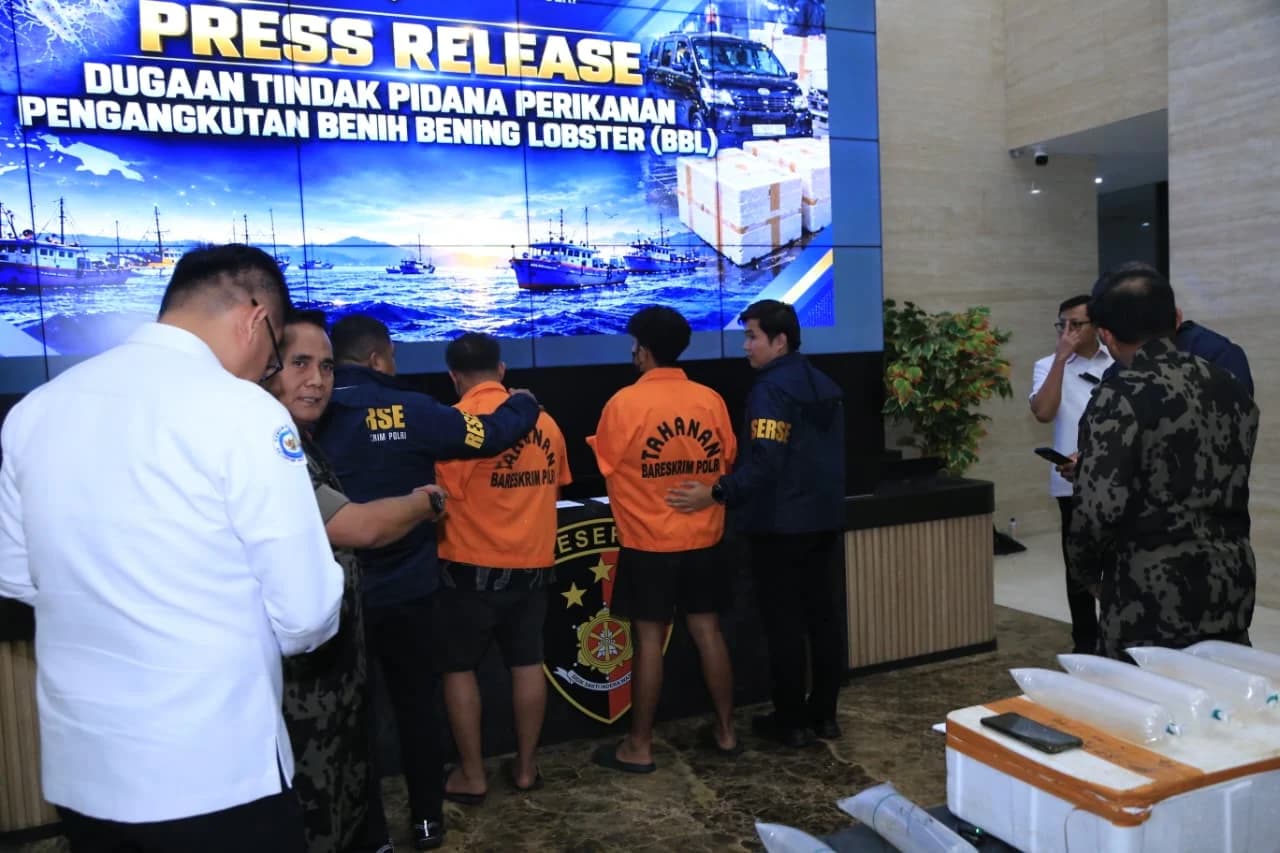 Penyelundupan Lobster Rp5,8 Miliar Terungkap, Bareskrim Telusuri Dugaan TPPU